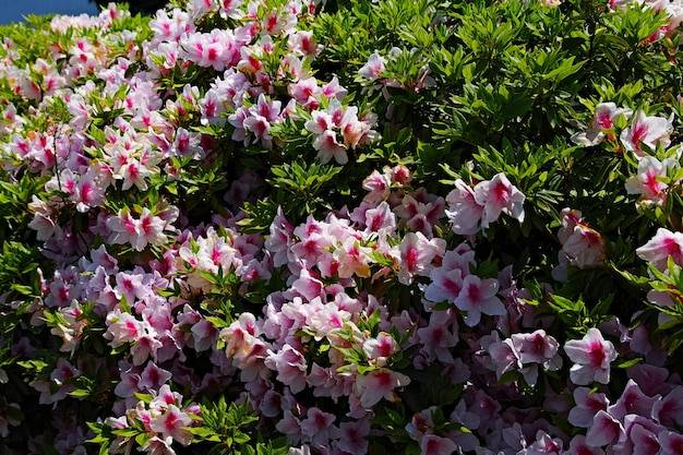 Czy bukszpan kwitnie i jak wyglądają jego kwiaty?