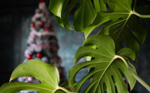 Czy monstera kwitnie tajemnice rośliny doniczkowej?