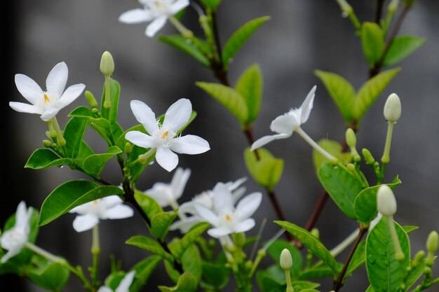 Jak długo kwitnie jaśminowiec w ogrodzie?