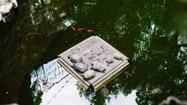 Jak obłożyć oczko wodne kamieniami bez użycia zaprawy?