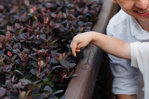 Jak sadzić bluszcz przy płocie aby szybko się rozrósł?