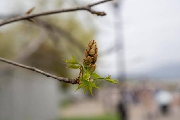 Jak sadzić chmiel z nasion w domowych warunkach?