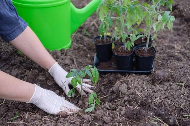 Jak sadzić czereśnie z pestki w przydomowym ogrodzie?