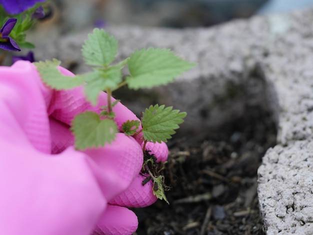 Jak sadzić irgę na skarpie aby uzyskać piękne i trwałe nasadzenia?