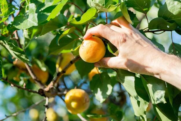 Jak sadzić morele warunki sprzyjające uprawie drzewek owocowych