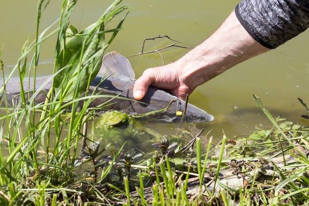 Jakie wapno wsypać do stawu aby poprawić jakość wody?