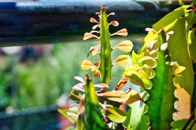 Co daje rzęsa w akwarium i czy warto ją wprowadzić?