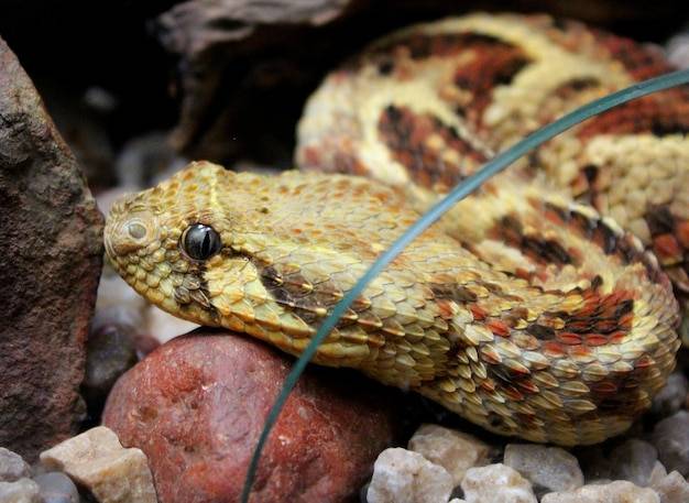 Jak wygląda żmija a jak zaskroniec w polskich lasach?