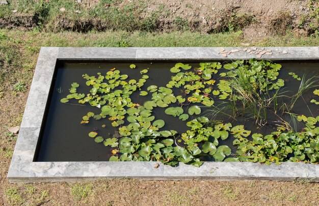 Oczko wodne jakie wymiary wybrać do swojego ogrodu?